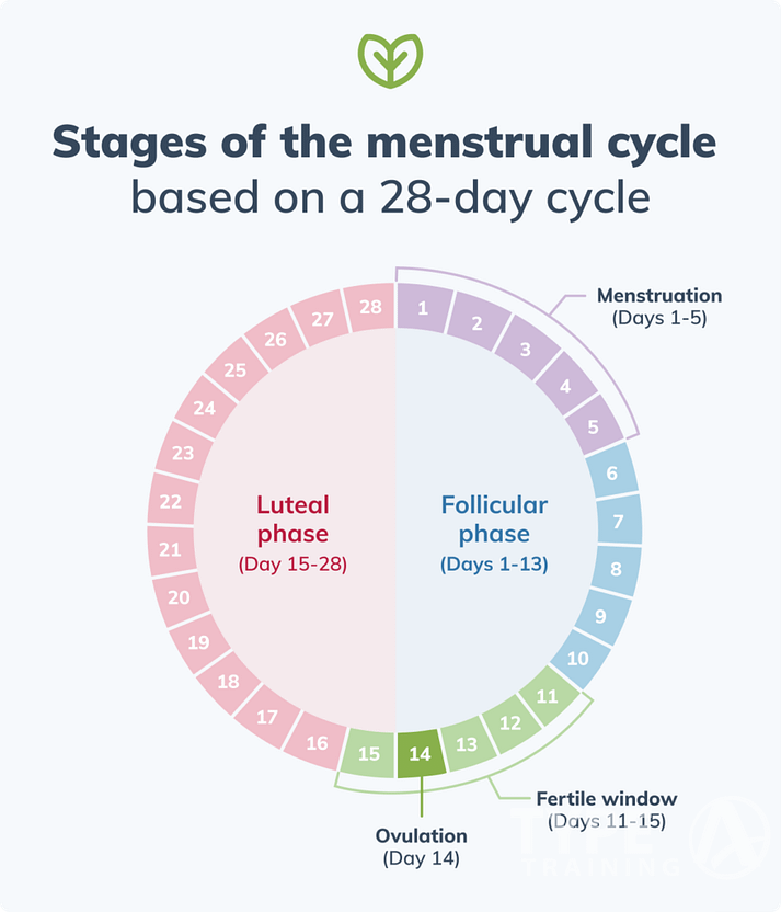 menstrual cycle stages 