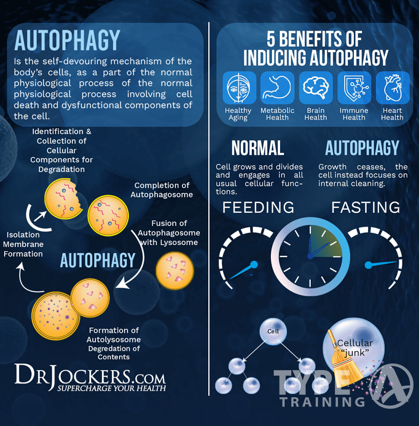 Benefits of Autophagy Fasting