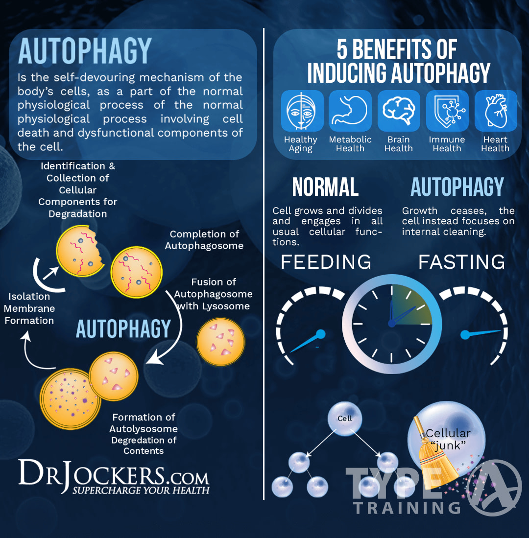 Benefits of Autophagy Fasting