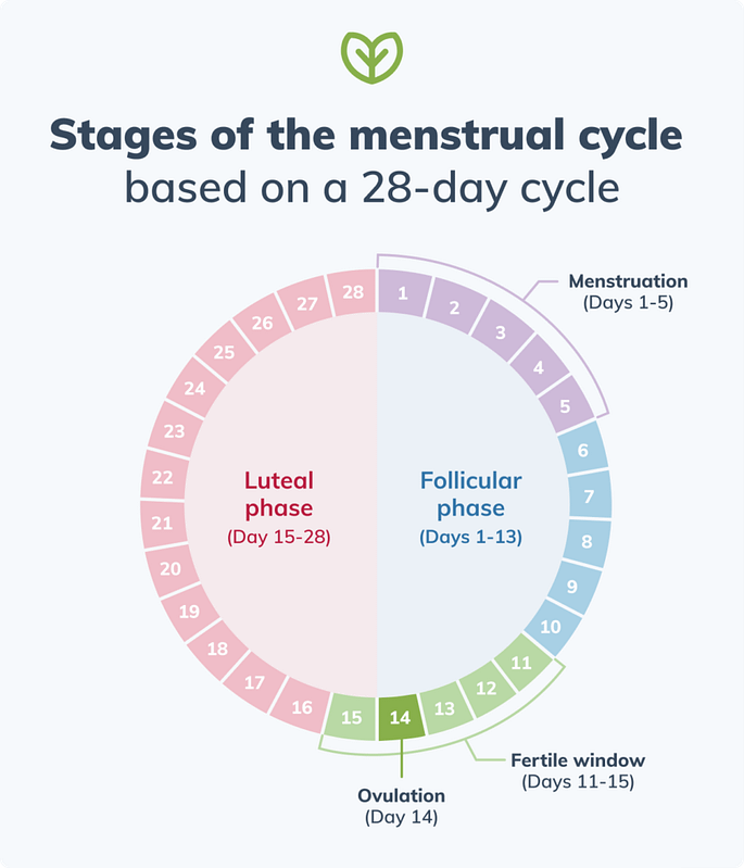 menstrual cycle stages 