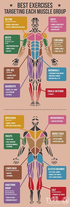 Major Muscle Groups Overview for Stretching the full body