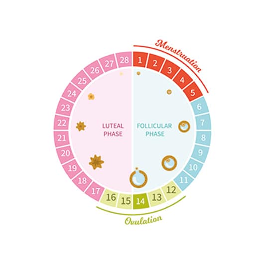 menstrual cycle
