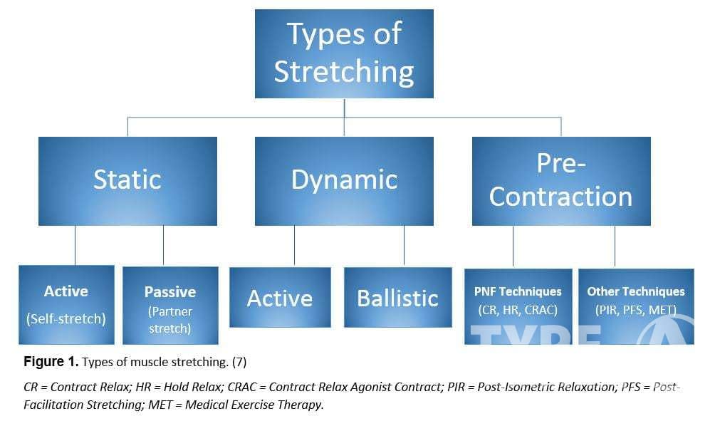 Understanding Stretching Types: There are many types of stretching, including static, dynamic, passive, active, and PNF