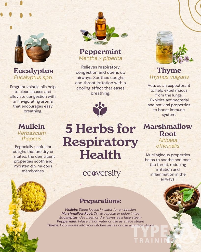 Healing Herbs for Respiratory Health