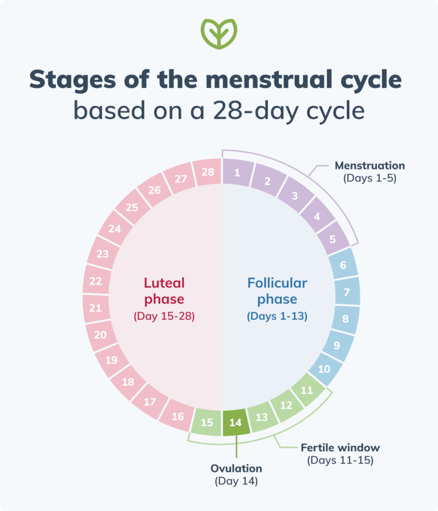 menstrual cycle stages