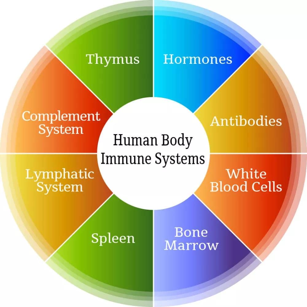 yoga improves your immune system