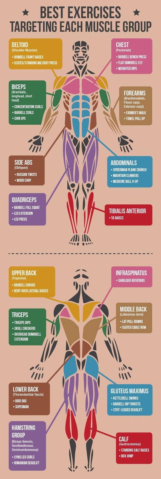 Major Muscle Groups Overview for Stretching the full body