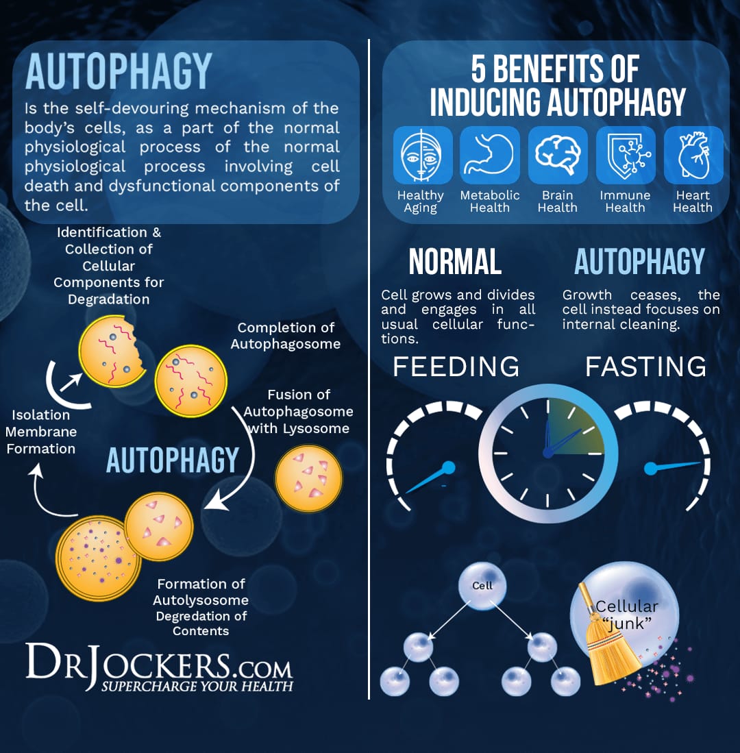 Benefits of Autophagy Fasting