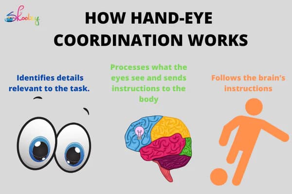 Understanding Hand-Eye Coordination